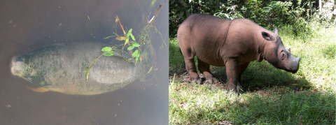Two-photo collage, showing an above-view of a manatee at the water's surface on the left, and on the right, a rhino standing in a grassy clearing in dappled sunlight.