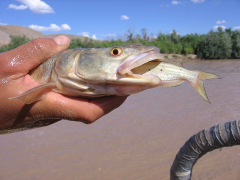 Image of someone holding a catfish that has a minnow in its mouth
