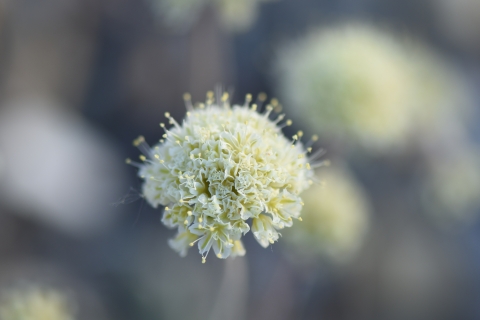 Close up of Tiehm's buckwheat, a yellow flowering buckwheat.