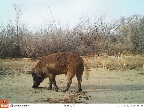 A swine with its nose to the ground