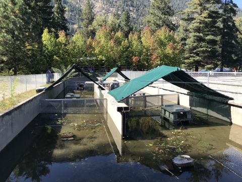 A decommissioned fish raceway with green shade tents over cement beaver lodges