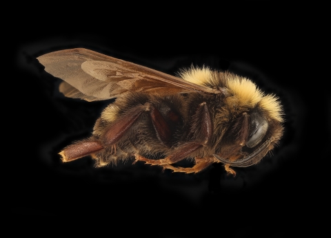 Side profile of a male Variable Cuckoo Bumble Bee