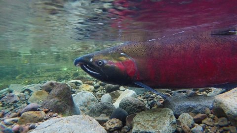 a Coho salmon swims in shallow river water