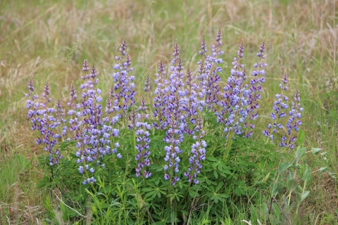 Photo of a blue-purple wild lupine plant in the prairie of the Rapids Lake Education and Visitor Center parking lot