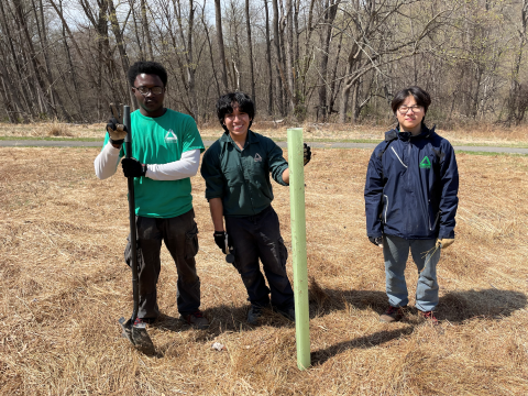 Groundwork Hudson Valley Green Team Volunteers Plant Chestnut Trees at Cherry Valley National Wildlife Refuge