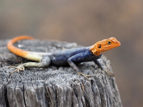 Peter's Rock Agama