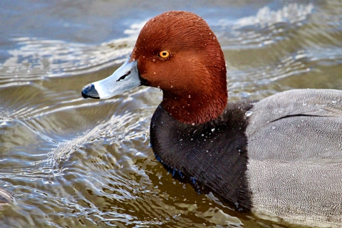 A male redhead duck sitting on choppy water