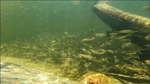 spring chinook huddle under a log in Icicle Creek