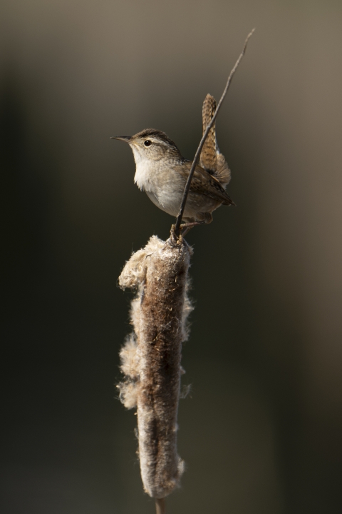 A brown bird with a white eyeline sits proudly atop a cat tail. 