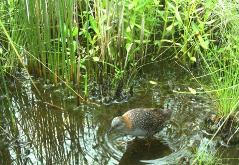 An Eastern black rail walk through water.