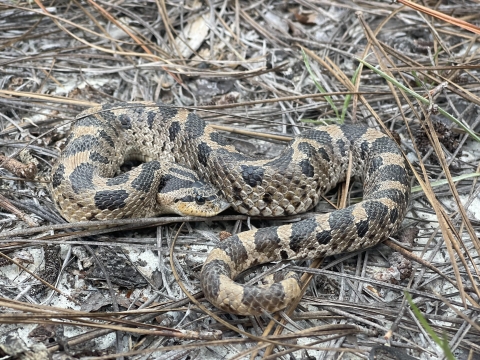 Coiled southern hognose snake in a longleaf pine habitat in Aiken County, South Carolina
