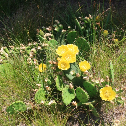 Yellow flowering prickly pear cactus in a field