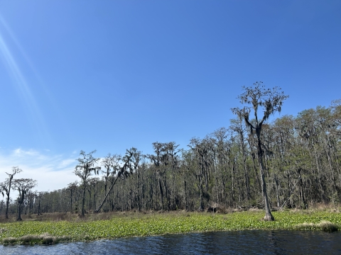 Banks Lake NWR Aquatic Invasive Vegetation