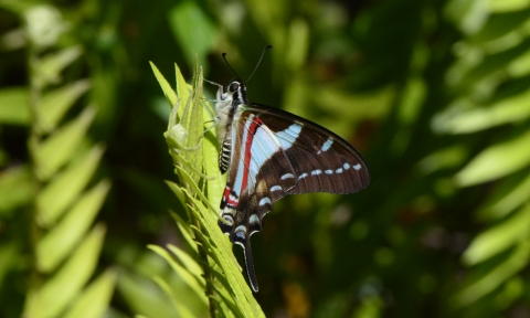 A butterfly with red and blue markings on black wings rests on a plant.