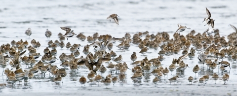 Photo of a large flock of shorebirds standing or landing in shallow water.