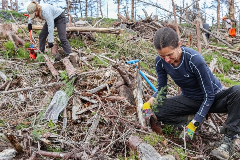 Two women, kneeling and planting trees in a field of dead tree debris