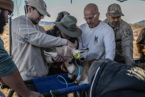 Four people surround a blindfolded pronghorn that is on a stretcher