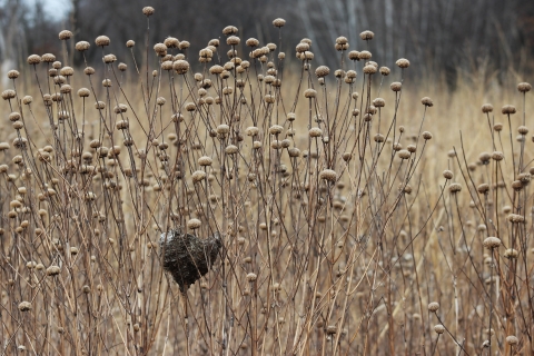 Funnel shaped bird nest is woven into brown stems of dead flowers