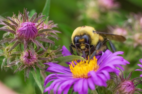 Up close of a bumble bee drinking nectar from a purple flower with a yellow center