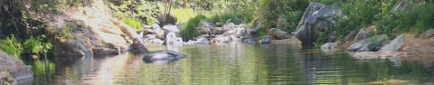 a still stream in the mountains during the morning