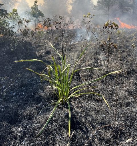 A green rattlesnake master plant in the foreground surrounded by blackened, burned ground, with low flames and smoke rising in the background
