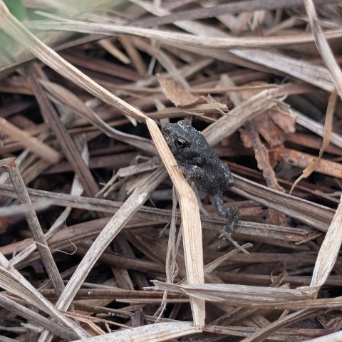 A small toad climbing through 