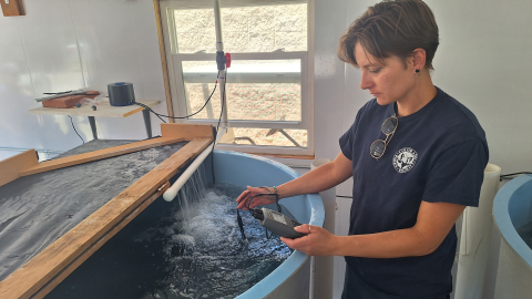 A woman uses a scientific device to examine fish in a large water tank