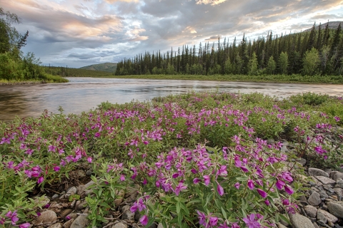Bright pink flowers bloom along the shore of a river with lush green mountains in the background.