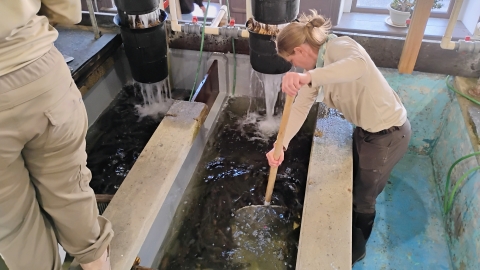 A woman in a tan and brown uniform scoops fish out of water tanks using a large net