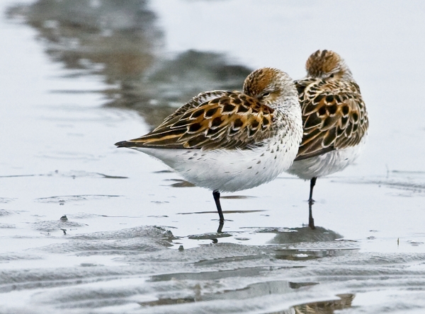 Photo of two birds standing on one leg with beaks under their wings.