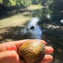 texas pimpleback mussel