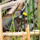 Sora Hiding Out