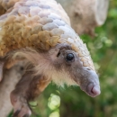 Close-up of a white-bellied pangolin in a tree, showing its long nose, hairy face and chin, powerful claws, and scale-covered body.