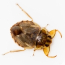 Aquatic Insect