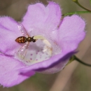 Navasota false foxglove