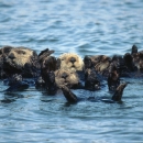 Sea otters floating in a group