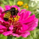 American Bumblebee