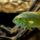 A smallmouth bass swims near some woody debris. The fish is greenish in color with a white belly. 