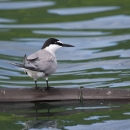 Aleutian tern on kelp in the water