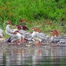Common Mergansers on a beach