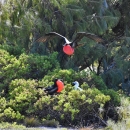 A great frigatebird flies towards the photo. It's red throat is extended out. Behind him is another great frigatebird with its throat extended, sitting in a bush. White red-footed boobies sit in the bushes too.