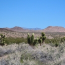 Pahranagat Joshua Trees