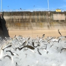 Carp jumping at Lake Barkley Dam