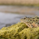 frog on mossy bank