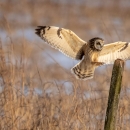 Short-eared Owl. Asio flammeus