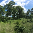 Oak Savanna