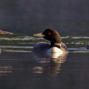 Three birds with black and white plumage, black bills, and red eyes rest on the water.