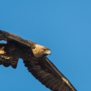 Bird with hooked beak and brown plumage flying
