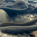 Three long tubular fish swim underwater along rocks and gravel.