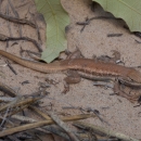lizard on sandy ground